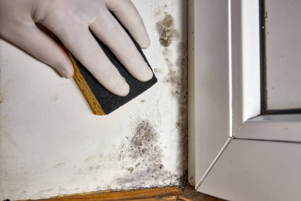 Best Water Damage & Mold Remediation  in Oakwood, GA